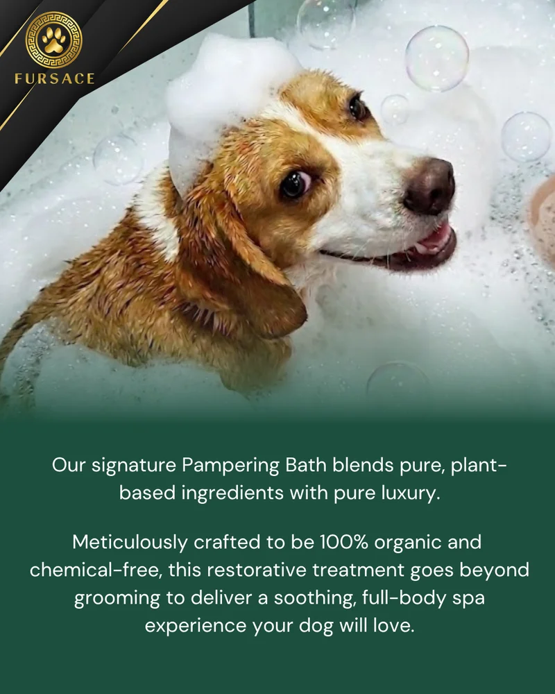 Pampering Bath — a dog being bathed at Fursace